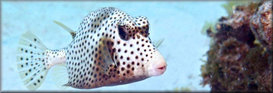 Spotted trunkfish