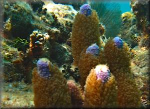 Corky sea finger coral