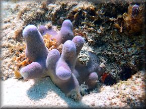 thin finger coral