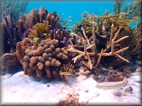 various corals
