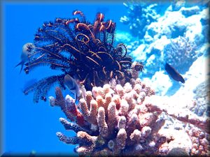 Bennetts feather star