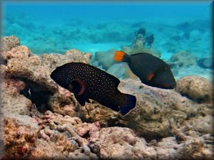 grouper passing triggerfish