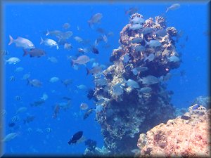 pinnacle surrounded by fish in Filitheyo