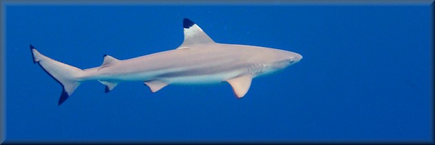 blacktip reef shark during the day