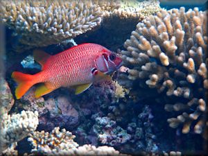 Sabre squirrelfish