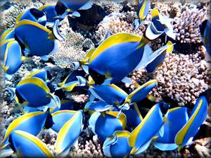 Powderblue surgeonfish