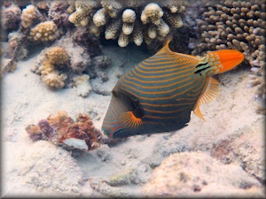 Striped triggerfish