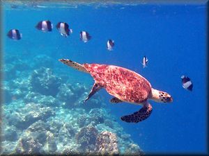 turtle swimming over drop-off in Filitheyo