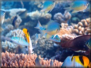 various Chromis