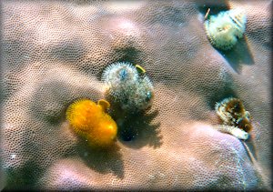 Christmas tree worms